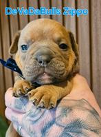 Uitzetgezin gezocht voor 2 reutjes, Dieren en Toebehoren, Reu, CDV (hondenziekte), 8 tot 15 weken, Bulldog