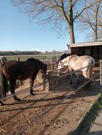 Pensioen paddock weidegang paard pony, Ophalen of Verzenden, Nieuw, Overige soorten