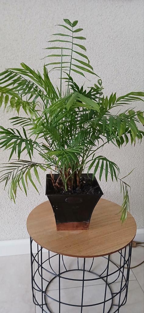 Chamaedorea Elegans (Bergpalm) in pot, Huis en Inrichting, Kamerplanten, Ophalen
