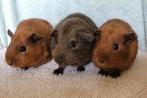 Schattig cinnamonagouti zeugje, Dieren en Toebehoren, Cavia, Augustus, Vrouwelijk, Tam