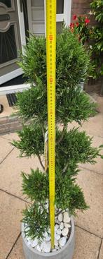boom Cupressus pon pon, Tuin en Terras, Planten | Bomen, Ophalen, Overige soorten