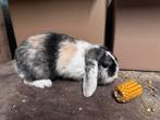 Lief hangoor konijn, Dieren en Toebehoren, Konijnen, Mannelijk, Klein, Hangoor, 0 tot 2 jaar