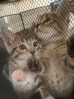 Halve Britse korthaar kittens (Laatste!!), Meerdere dieren