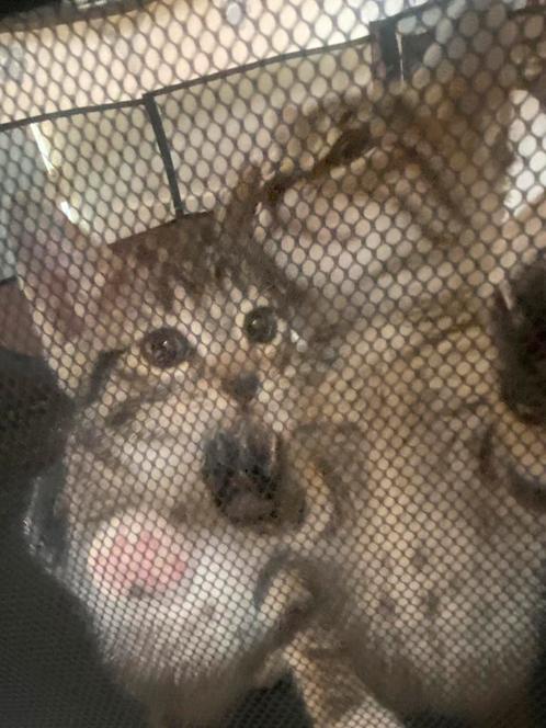 Halve Britse korthaar kittens (Laatste!!), Dieren en Toebehoren, Katten en Kittens | Raskatten | Korthaar, Meerdere dieren