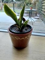 Sanseveria in pot, Ophalen, Zo goed als nieuw