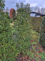 Prunus lus angustifolia (Portugese laurier), Tuin en Terras, Planten | Bomen, Ophalen, Bloeit niet, Halfschaduw, Overige soorten