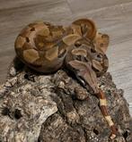 Boa Constrictor Snake with PVC Terrarium., Dieren en Toebehoren, Reptielen en Amfibieën, Slang, Met terrarium, 0 tot 2 jaar