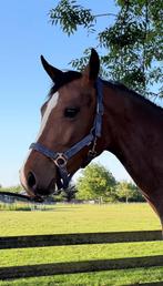 Verkoop luxe sport pony 1.44 m stokmaat, Dieren en Toebehoren, Dressuurpaard, 3 tot 6 jaar, Onbeleerd, Merrie