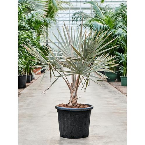 Bismarckia Nobilis - Blauwe Palm g59688, Tuin en Terras, Planten | Tuinplanten, Ophalen of Verzenden