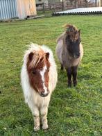 te koop  tinker merrie en shetlanders hengsten veulens, Dieren en Toebehoren, Pony's, Meerdere dieren, Niet van toepassing, A pony (tot 1.17m)