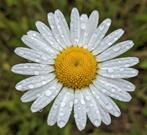 Zaden van de Margriet, Verzenden, Volle zon