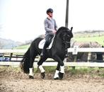 Onwijs lieve Friese ruin te koop, Dieren en Toebehoren, Paarden, Ruin, Gechipt, 3 tot 6 jaar, L