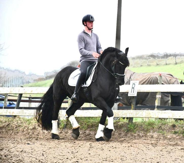 Onwijs lieve Friese ruin te koop, Dieren en Toebehoren, Paarden, Ruin, L, 160 tot 165 cm, 3 tot 6 jaar, Recreatiepaard, Gechipt