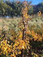 Perenboom Conference - Prachtige Herfstkleuren!, Tuin en Terras, Planten | Bomen, Overige soorten, Lente, 100 tot 250 cm, Ophalen