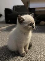Britse korthaar kittens wit/grijs, Dieren en Toebehoren, Katten en Kittens | Raskatten | Korthaar