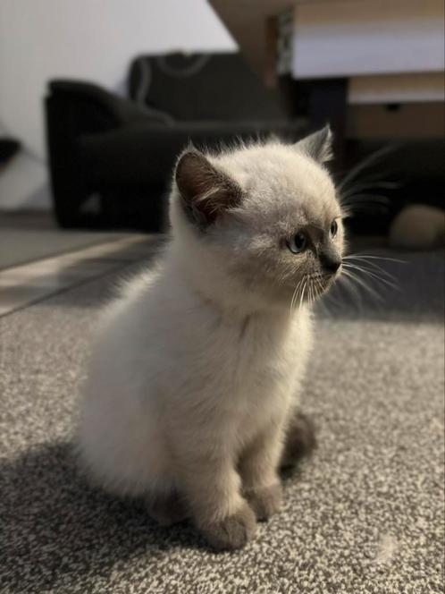 Britse korthaar kittens wit/grijs, Dieren en Toebehoren, Katten en Kittens | Raskatten | Korthaar