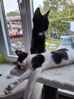 Kittens  maincoon/Noorse boskat/?.   zwart wit, bont, Meerdere dieren, 0 tot 2 jaar
