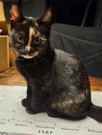 Mooie dame zoekt huisje, Dieren en Toebehoren, Katten en Kittens | Overige Katten, Poes, Kortharig, 0 tot 2 jaar