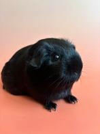 Zwart gladhaar cavia zeugje, Dieren en Toebehoren, Vrouwelijk, Cavia, Na 1 juli 2024, Tam