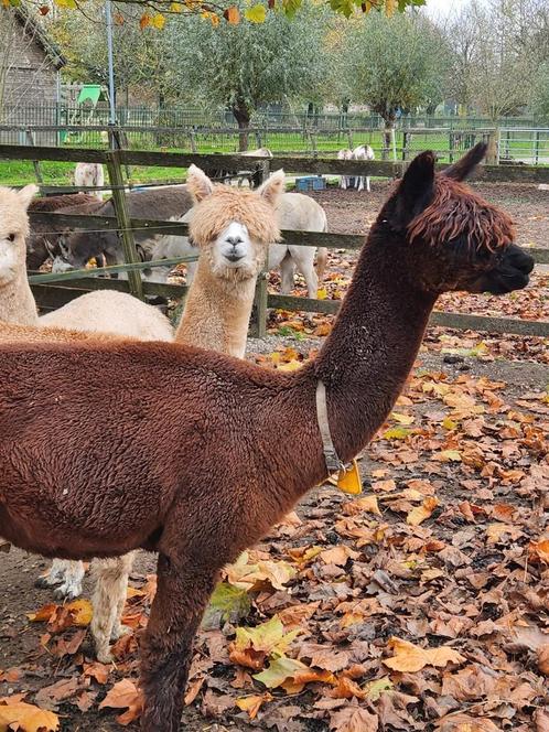 3 Jarige Donkerbruine Alpaca Merrie, Drachtig, Dieren en Toebehoren, Overige Dieren, Vrouwelijk, Voor 1 juli 2024