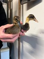 Broed eieren loopeend, Dieren en Toebehoren, Vogels | Overige Vogels, Geslacht onbekend