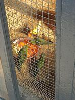 Drie jonge Caterina parkieten om tam te zien, Dieren en Toebehoren, Vogels | Parkieten en Papegaaien, Meerdere dieren, Parkiet