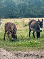 Poitou ezel hengst veulen, Dieren en Toebehoren, Overige Dieren, December, Mannelijk