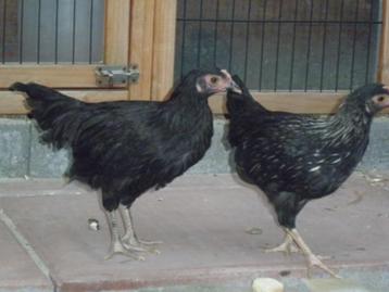 Australorp mooie rustige  haan beschikbaar voor biedingen