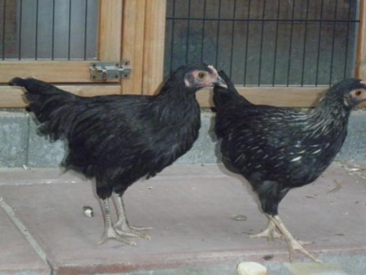 Australorp mooie rustige  haan, Dieren en Toebehoren, Pluimvee, Kip, Mannelijk