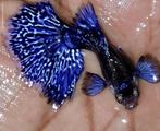 dragon pruple metal  kweek koppels op=op gup,guppy,guppen, Dieren en Toebehoren, Vis, Zoetwatervis