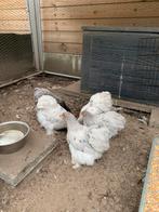 Cochin krielen, Dieren en Toebehoren, Pluimvee, Meerdere dieren, Kip