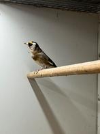 Bloemputter pop + DNA certificaat, Dieren en Toebehoren, Vrouwelijk, Wildzangvogel, Geringd