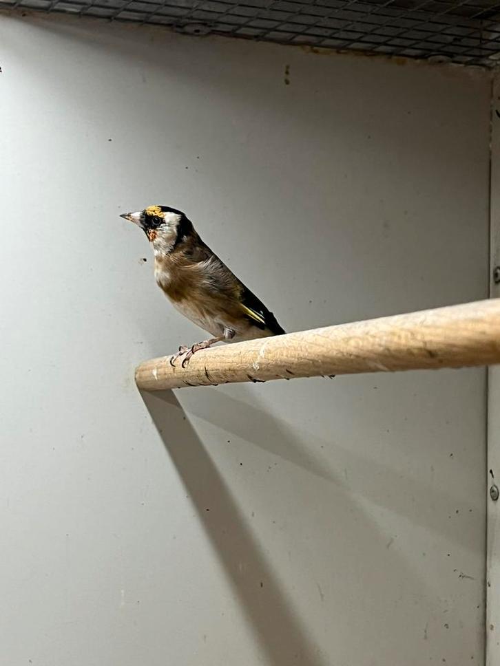 Bloemputter pop + DNA certificaat, Dieren en Toebehoren, Vogels | Overige Vogels, Wildzangvogel, Vrouwelijk, Geringd