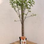 appelbomen in pot, In pot, Ophalen of Verzenden, Appelboom, 100 tot 250 cm