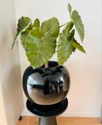 Prachtige kunst plant in prachtige pot van merk Bob, zgan, Ophalen of Verzenden, Zo goed als nieuw, Hout