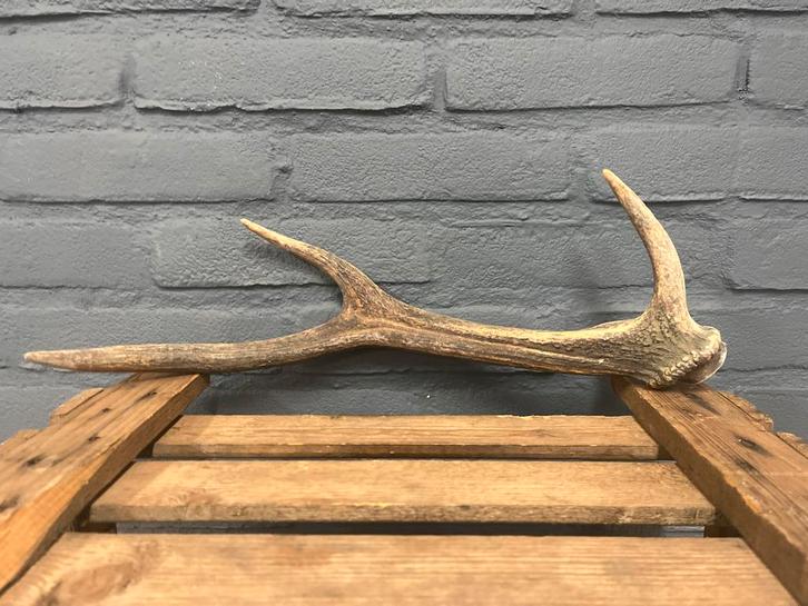 Geweitak hert - decoratie, Huis en Inrichting, Woonaccessoires | Wanddecoraties, Gebruikt, Ophalen of Verzenden