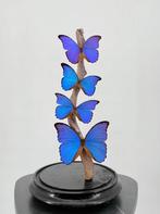 Opgezette Morpho vlinder onder stolp - Wildernis Atelier, Ophalen of Verzenden, Nieuw, Opgezet dier