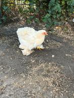 Cochin kriel, Dieren en Toebehoren, Geslacht onbekend, Kip