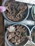 lidcactus rood, Huis en Inrichting, Kamerplanten, Cactus, Minder dan 100 cm, Ophalen of Verzenden, Halfschaduw