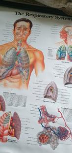 Anatomie Poster: Het Ademhalingsstelsel, Ophalen of Verzenden, Natuur en Biologie