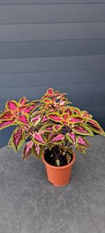 Kamerplant ( Coleus) met prachtige, fel gekleurde bladeren, Ophalen, Halfschaduw, In pot, Minder dan 100 cm