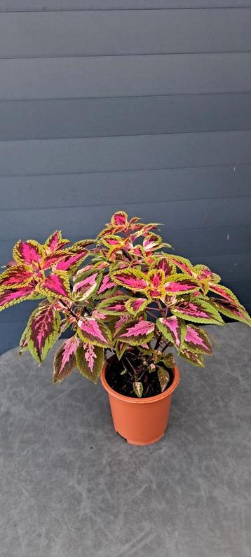 Kamerplant ( Coleus) met prachtige, fel gekleurde bladeren beschikbaar voor biedingen