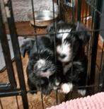 Morki kruising maltezer+ york, Dieren en Toebehoren, Honden | Chihuahua's en Gezelschapshonden, CDV (hondenziekte), 8 tot 15 weken