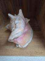 Mooie Conch Schelp, Ophalen of Verzenden, Gebruikt