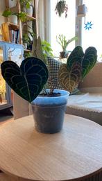 Anthurium Clarinervium, Huis en Inrichting, Ophalen of Verzenden