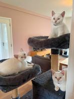 3 britse korthaar katers creme point, Kater, Ontwormd, 0 tot 2 jaar