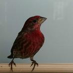 Haem. mexicanus x S. canaria, Dieren en Toebehoren, Vogels | Overige Vogels, Meerdere dieren, Tropenvogel