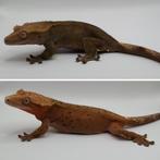 2 mooie bewezen 0.2 wimpergekko / crested gecko kweekvrouwen, Dieren en Toebehoren, Hagedis, Tam