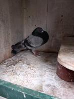 Kroppers, Dieren en Toebehoren, Vogels | Duiven, Meerdere dieren, Postduif