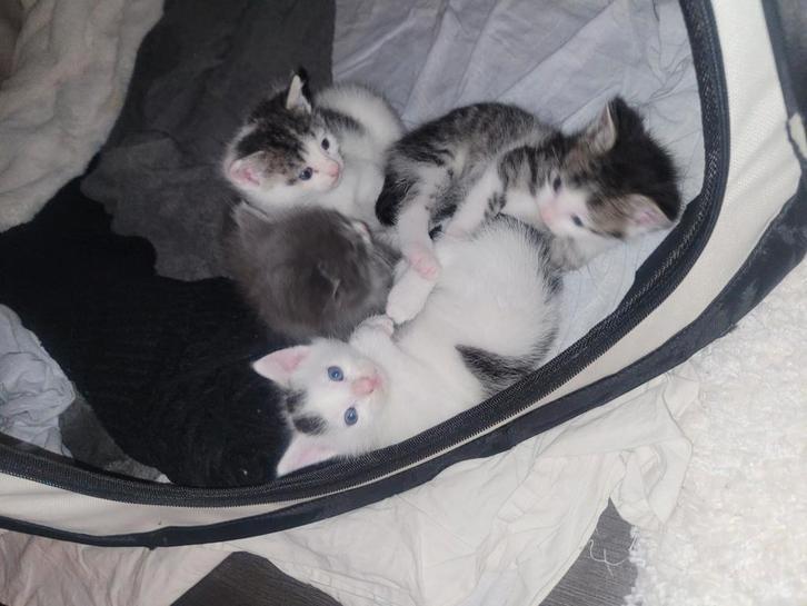 Kittens kruising Britse korthaar en Europese korthaar, Dieren en Toebehoren, Katten en Kittens | Raskatten | Korthaar, Kater